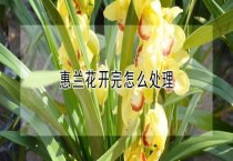鑫荣花业推出新品百合