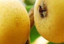 药用植物啤酒花霜霉病