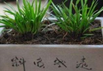 陕西宁强县（“鸡司令”柯贤春的致富路）