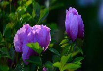 养狐场的场址选择