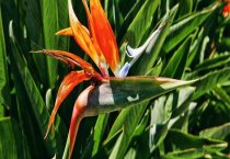 鹤望兰怎么养才会爆盆