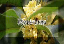 蚕豆秸秆种植草菇的技术