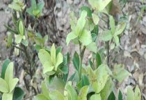 兰花分盆秋胜春