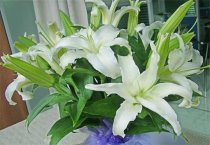 樟子松嫁接红松苗木繁殖