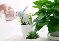 地膜棉花施肥除草问答