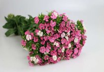 仙客来几种主要病害的识别与防治