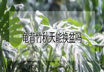 菊花发生叶斑病该如何防治？