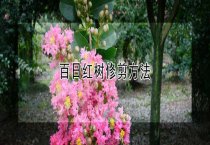 百日红树修剪多久？