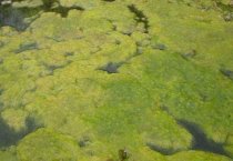 丝瓜烂花原因有什么（其防治方法总结）