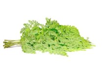 吊兰如何防叶尖干枯