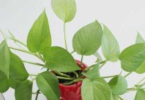 请问水培绿萝的养殖方法和注意事项