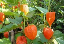 草菇室外高产栽培技术