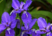 坡面水泥池养蚯蚓法