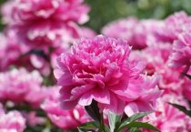 灵芝栽培中绿色木霉的预防与治疗