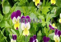 请问角堇可以养几年