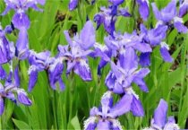 棉花留种田发生早衰原因及防治对策