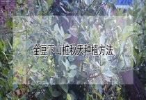 秋凉应给君子兰换换盆