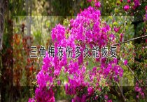 请问三角梅冻伤多久能恢复