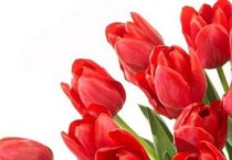 美国鹧鸪――赛飞龙