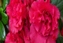 购买纯种松狮犬注意的要点