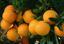 毛豆（菜用大豆）有哪些专用优良品种及特征特性