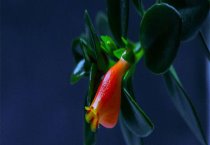 提高蛋鸡产量的十种办法