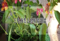 请问五色梅怎么修剪能爆盆