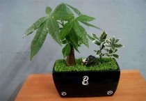 轻盈娇妍冬樱花