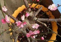 张占东(返乡创业青年的“花木事业”) 张占东(返乡创业青年的“花木事业”)