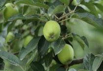 牡丹根加工丹皮