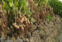 照搬免疫程序不可取