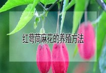 肉兔高效饲料配刚7则
