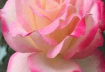 请问玫瑰多久发芽