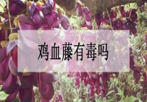 仙客来病毒的综合防治