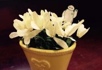 养好文竹的小经验