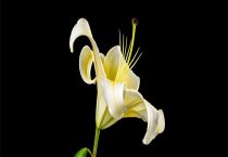 百合花蕾掉了还可以再开吗？