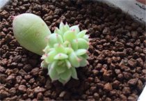 文竹常见病虫害防治方法