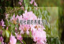 柿子的贮藏保鲜技术
