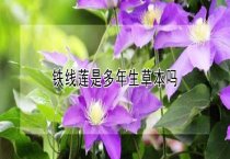 狐产仔注意事项