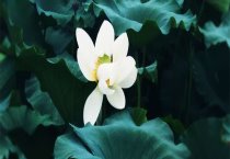 蜜蜂度夏要防夏衰