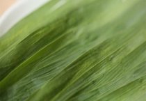 若叶是什么叶子