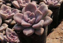 大叶黄杨 正木 扶芳树