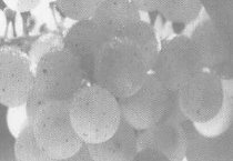 切花香石竹的虫害