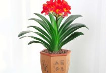 棉花枯萎病的防治