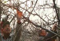 黑加仑对人体的好处（黑加仑的功效）