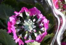 新疆特克斯县“订单农业”让农民钱袋子鼓起来 新疆特克斯县“订单农业”让农民钱袋子鼓起来