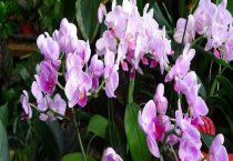 肉兔的宰前准备