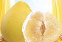 梨园套种平菇