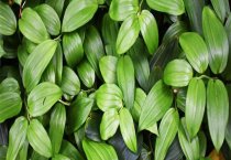 水貂养殖光照的控制