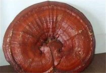 大豆新品种介绍